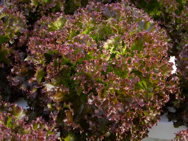 Lettuce Eazyleaf greenhouse red LITSKA