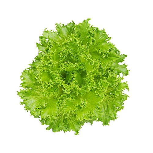 Lettuce CRISPINET