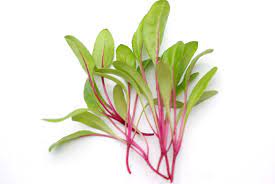 Micro Swiss Chard Red Chard (Beta vulgaris)