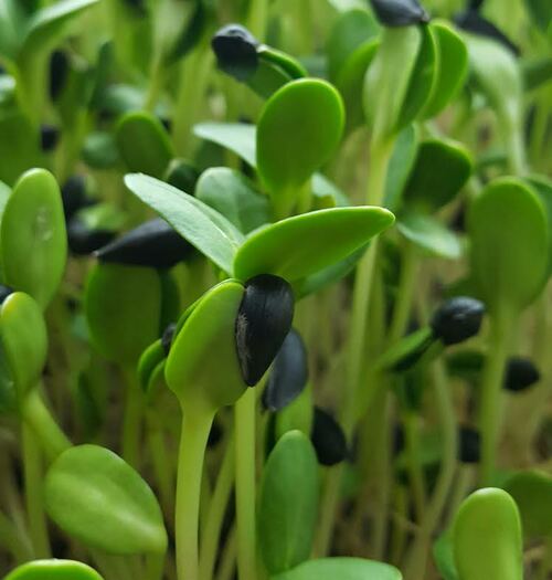 Micro Sunflower Black Seeded (Helianthus annuus)