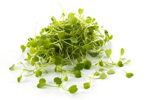 Micro Salad Rocket Victoria (Eruca vesicaria)