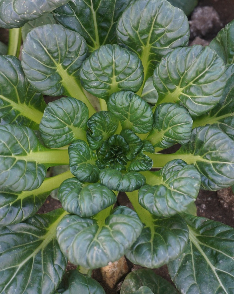 Tatsoi Rozetto F1 (Brassica rapa var. rosularis)