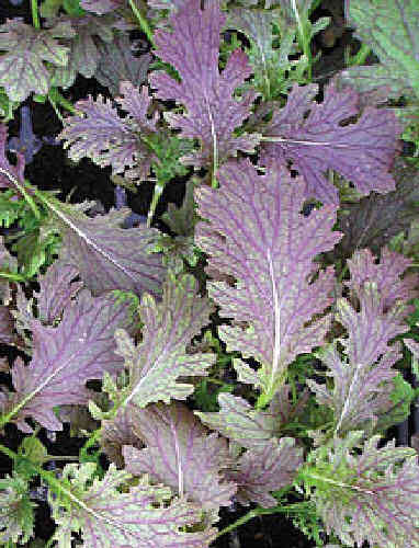 Mustard, Red Dragon F1 (Brassica juncea)