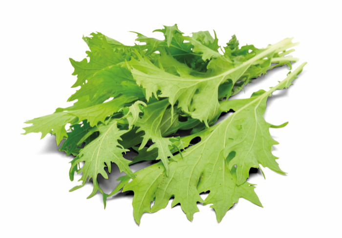 Mustard, Green Frills (Brassica juncea)