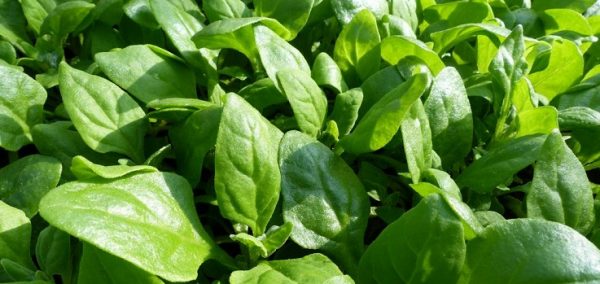 Spinach CN SPI 9514 F1 (Spinacia oleracea)