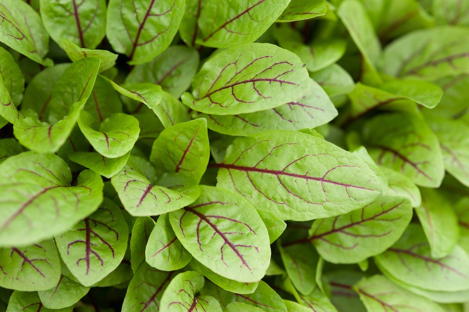 Sorrel, Red Veined Rumex (sanguineus var. sanguineus)