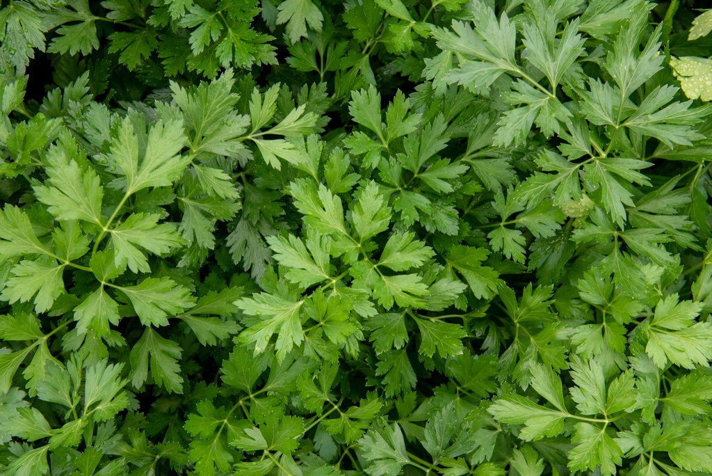Parsley PEIONE