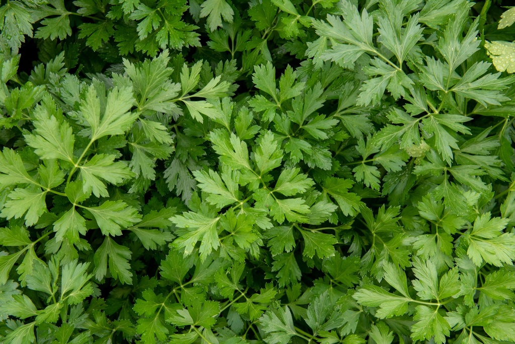 Parsley PEIONE