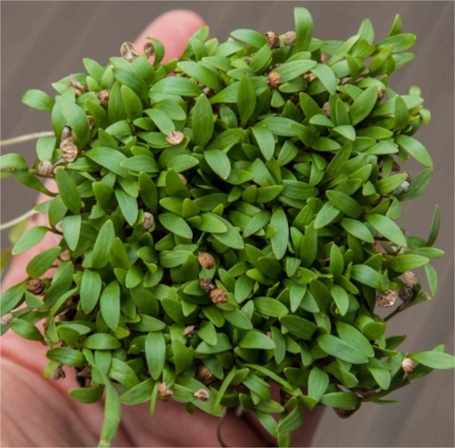 [GSNZADCILCORSP] Cilantro- Coriander, Split
