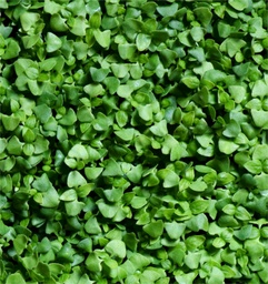 [GSNZADBASITA] Basil, Italian