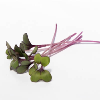 [GSNZADMICREDCAB] Micro Red Cabbage (Brassica oleracea)