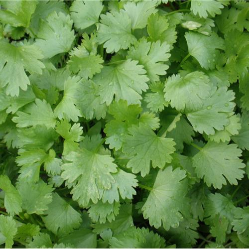 [GSNZADCORSAN] Coriander, Santo (Coriandrum sativum)