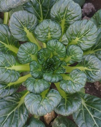 [GSNZADTATROZF1] Tatsoi Rozetto F1 (Brassica rapa var. rosularis)